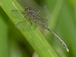 Hemigomphus theischingeri male-2